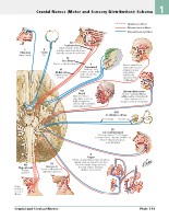 Frank H. Netter, MD - Atlas of Human Anatomy (6th ed ) 2014, page 136